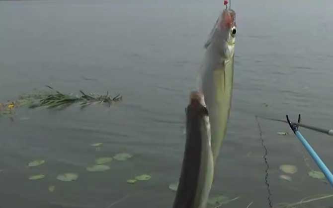 钓白条鱼
