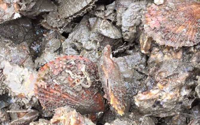 扇贝有寄生虫吗？