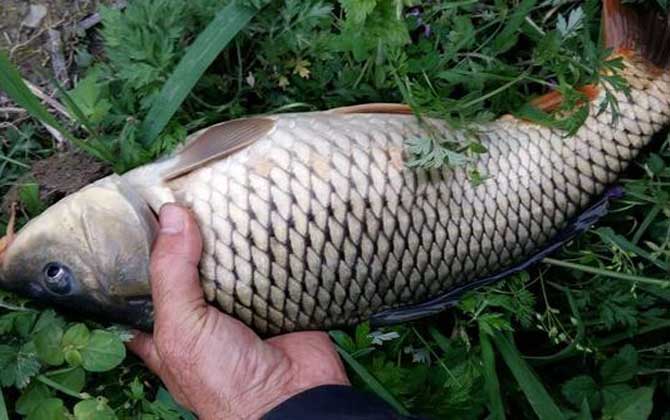 反底钓法是什么钓法？