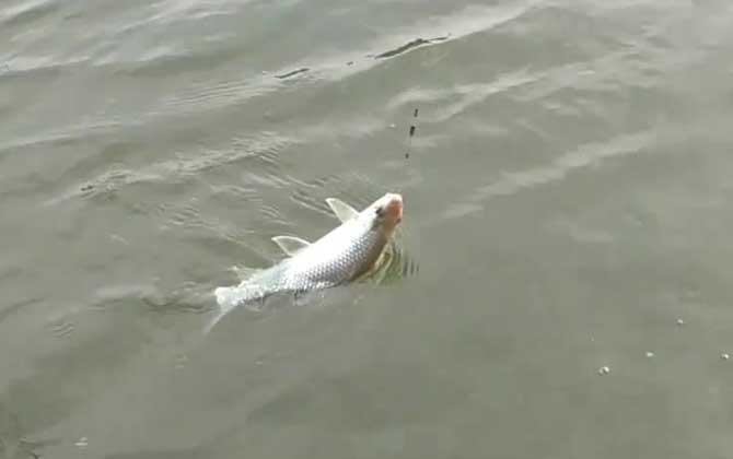 遛鱼呛水是什么意思？