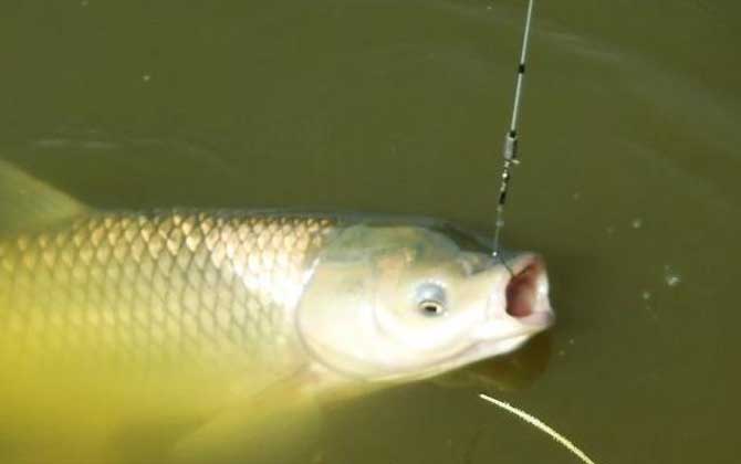 钓到大鱼怎么遛鱼？