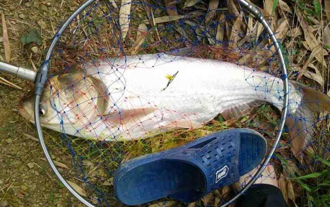 秋天钓鲢鳙钓多深？