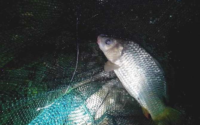 冬天晚上钓鱼钓远还是钓近？