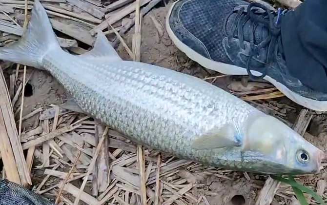 鲻鱼什么时候钓最适合？