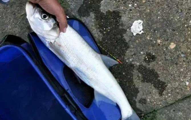 河里面翘嘴鱼怎么钓上鱼快？