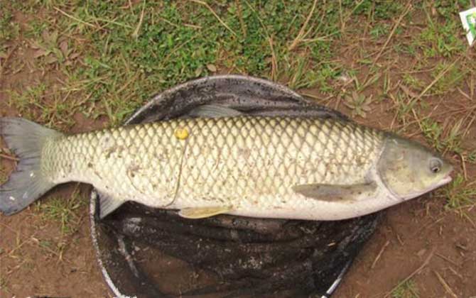 黑坑钓草鱼调漂的正确方法