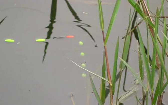 夏天中午好钓鱼吗？