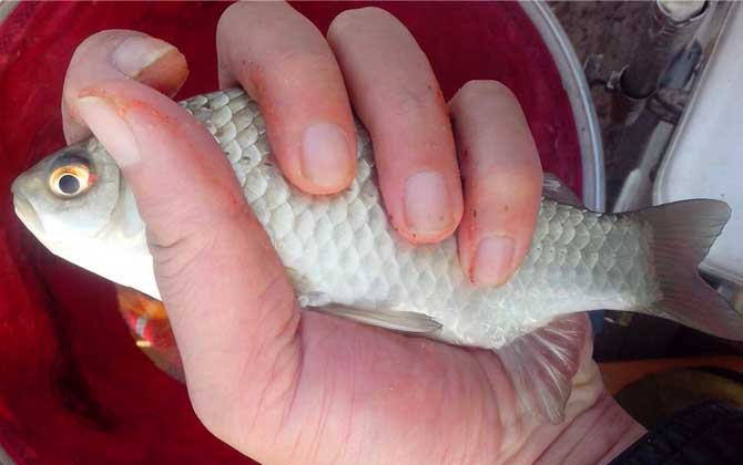 钓鲫鱼什么时候最好钓？