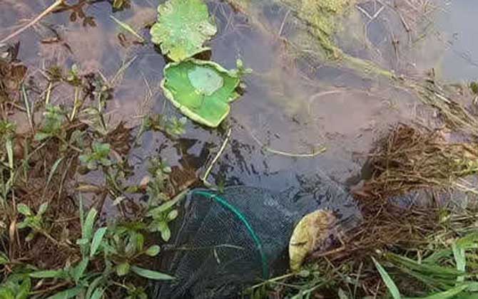 地笼多久收一次效果好?