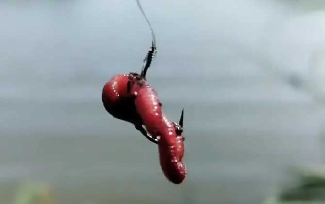 蚯蚓野钓为什么没有鱼吃?