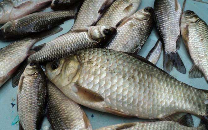 冬季水库野钓鲫鱼水深多少?