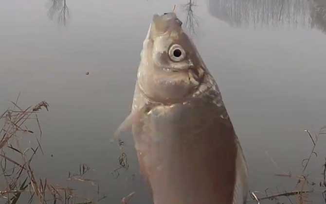 冬季钓鱼钓深水还是浅水?