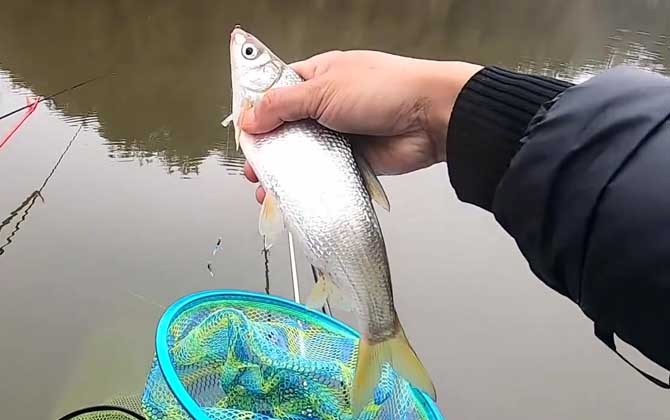 钓鲴鱼怎么调漂最实用?