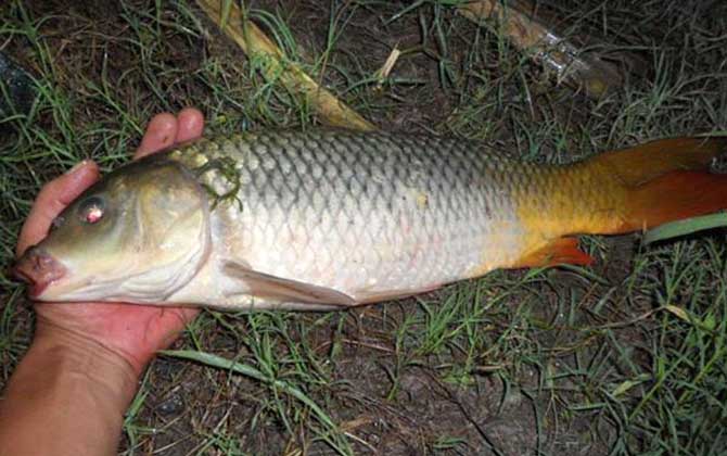 涨水好钓鱼还是退水好钓鱼?