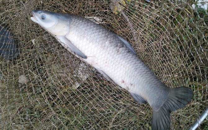 钓青鱼需要提前打窝吗?