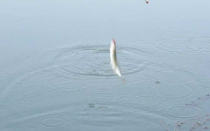 钓白条鱼最佳水深是多少?