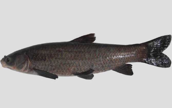 用什么小药钓青鱼草鱼