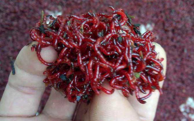 红虫钓鲫鱼什么季节最合适