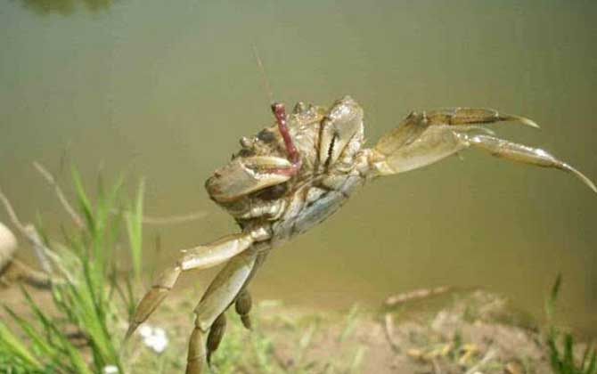 什么食物引诱螃蟹最快