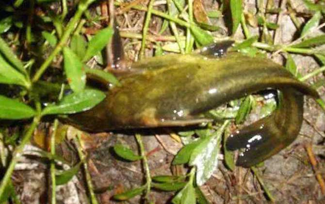 鸡肝钓什么鱼效果最好