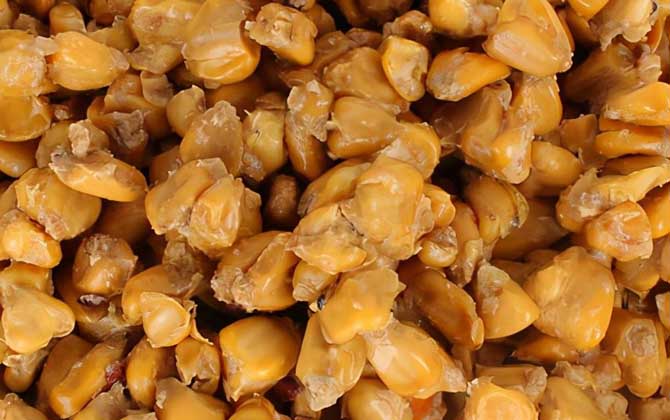 老玉米可以直接打窝吗