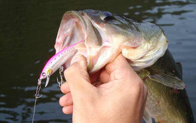 路亚鲈鱼用什么假饵