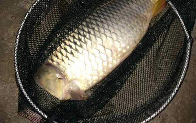 最好用的野钓鲤鱼饵料有哪些