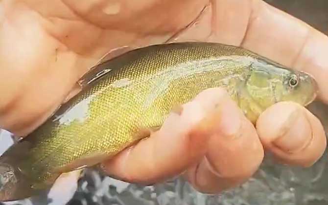 丁桂鱼用什么饵料钓最好