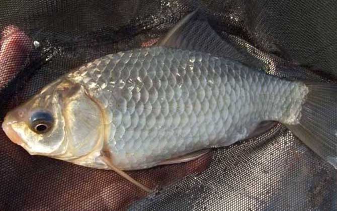 用什么钓鲫鱼上鱼快