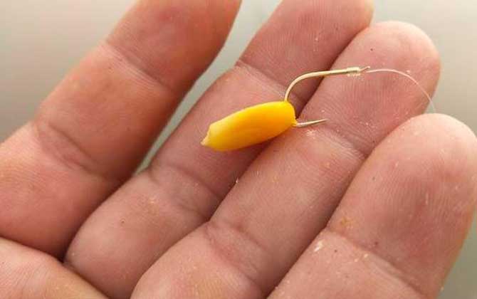 四月份用玉米粒可以钓鱼吗