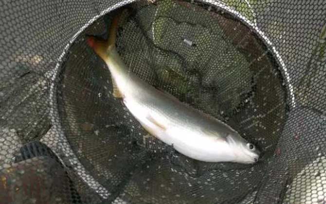 野钓黄尾鱼用什么饵料好