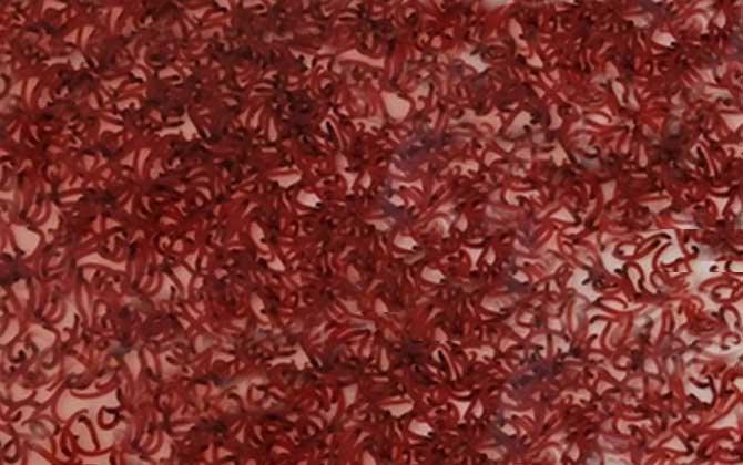 红虫保存温度多少合适