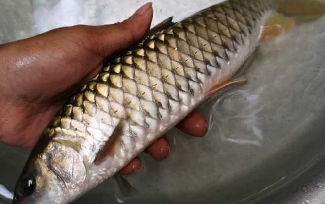 钓军鱼用什么打窝用什么作饵