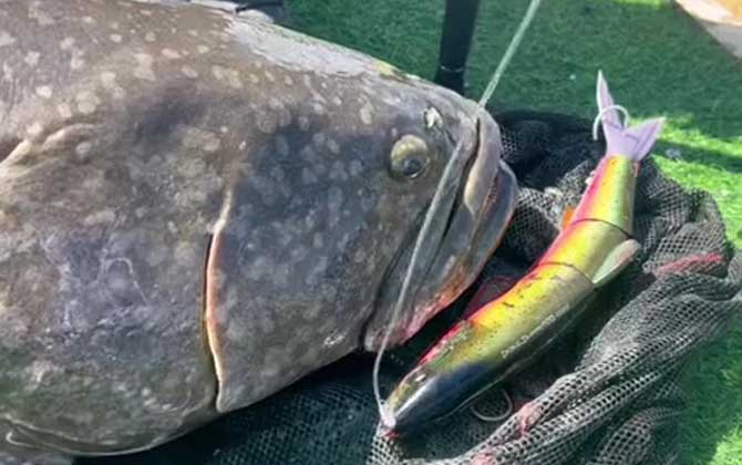 钓龙趸用什么饵料最好