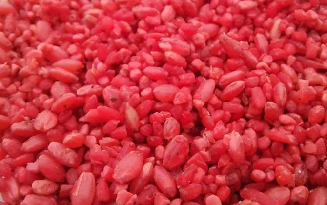 钓大板鲫用什么打窝