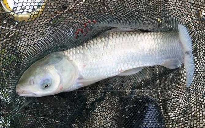 什么味道吸引草鱼