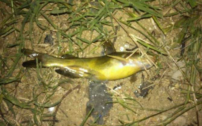 钓嘎鱼用什么饵料最好