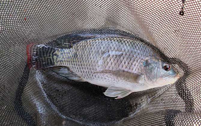 钓大罗非饵料排名第一的是什么