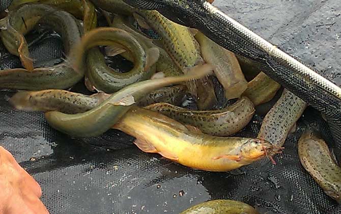 钓泥鳅用什么饵料