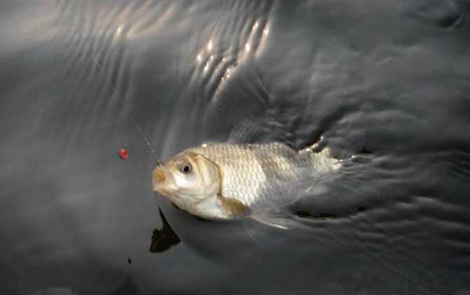 初春钓鲫鱼用什么打窝最好