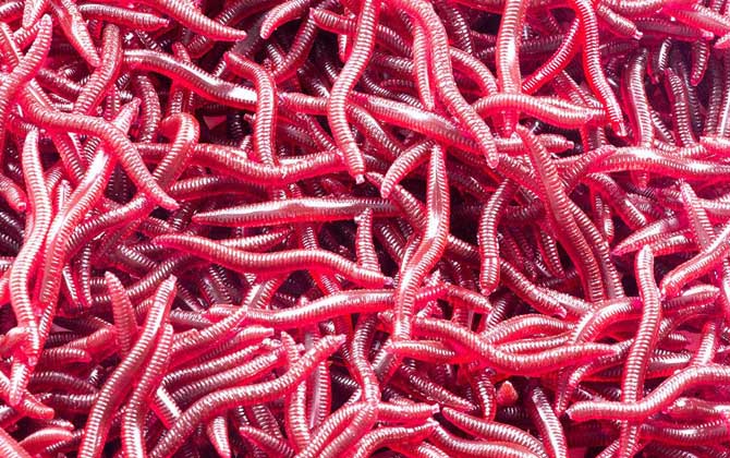 红虫假饵钓鱼效果好不好