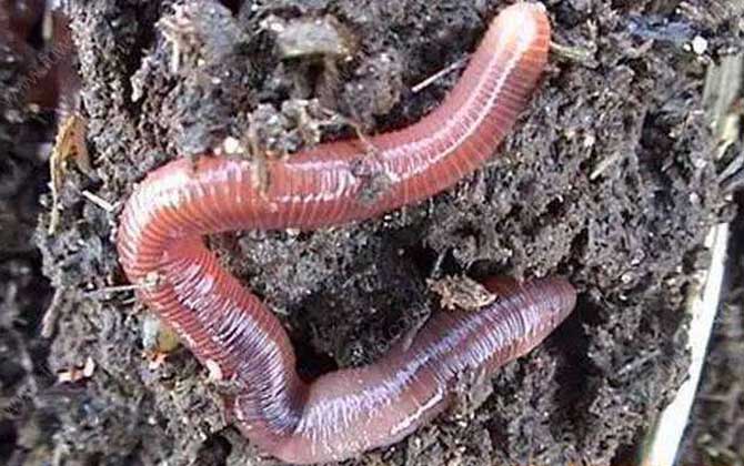 钓大板鲫用什么饵料好