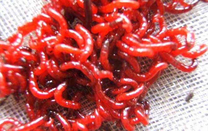 红虫价格多少钱一斤