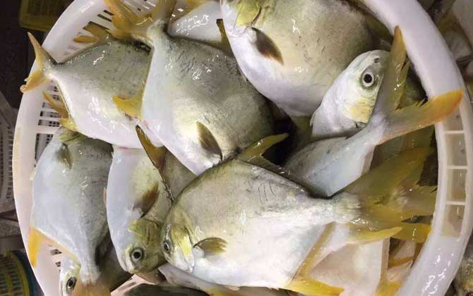 钓金鲳鱼用什么饵料