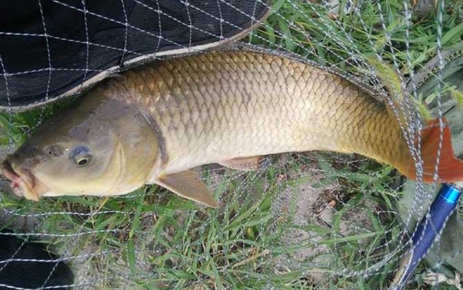 夏季钓鱼能用虾粉吗