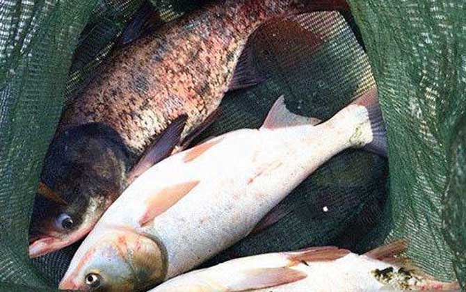 黑坑钓鲢鳙用什么饵料