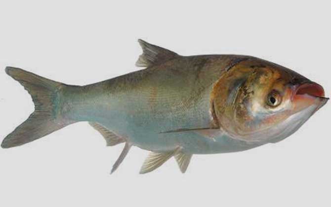 钓鲢鱼用什么漂最好