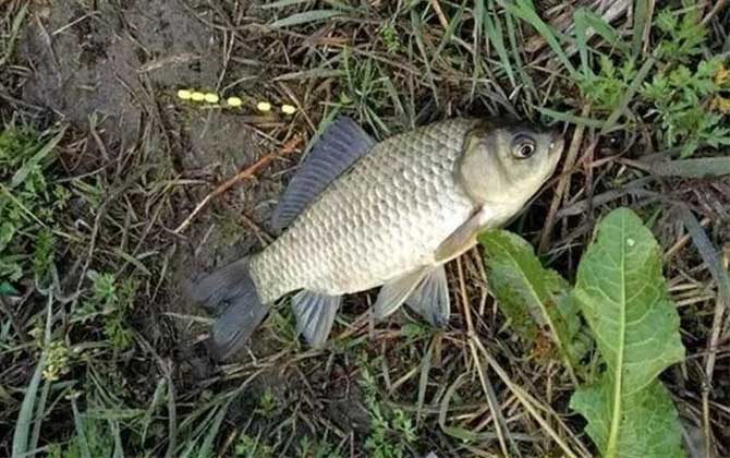 野钓鲫鱼用哪种钩最好