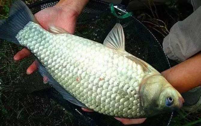 秋钓鲫鱼线组怎么搭配