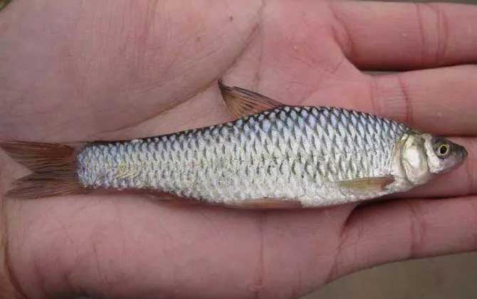 钓麦穗鱼用几号袖钩合适